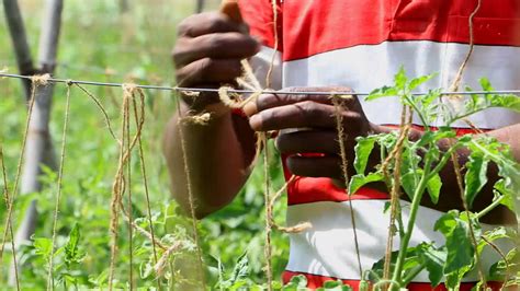 types of staking in agriculture|Staking Tomato Plants: A Comprehensive Guide.